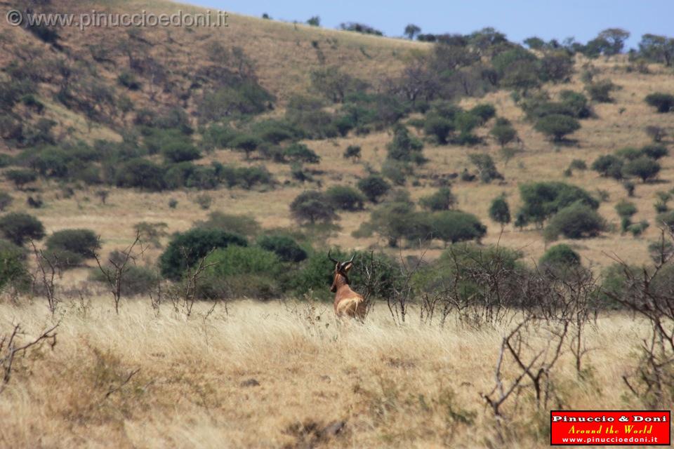 Ethiopia - Netch Sar Park - 76 - Swaynes Hartebeest.jpg